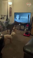Chihuahua humps his dog pal's leg while listening to Chris Brown   PETASTIC