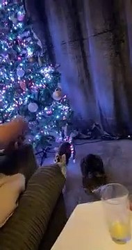 Nervous Cat Knocks Over Christmas Tree PETASTIC