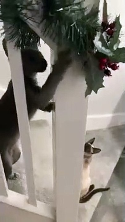 Naughty Cat Ruining Christmas Decorations   PETASTIC