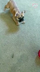 Pup acting crazy while watching the flying orb toy in action   PETASTIC