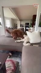 Owner stops fighting between pups with a DUMB sound   PETASTIC