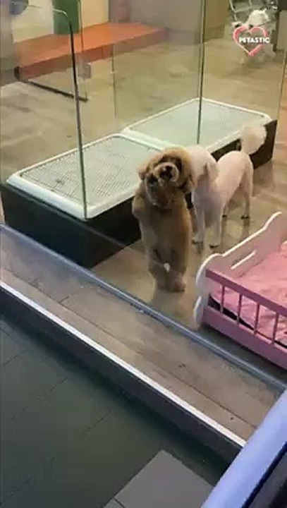 Clingy Maltipoo's excitement knows no bounds    PETASTIC