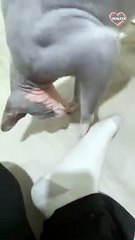 Funny cat will stop at nothing to get sock off her hooman's foot   PETASTIC