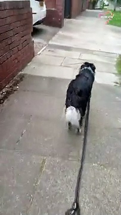 Loyal dog quickly returns to his owner after being taken off the lead   PETASTIC