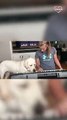 6 y o Labrador LOVES it when his owner plays piano   PETASTIC