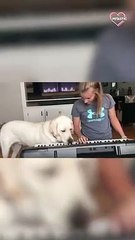 6 y o Labrador LOVES it when his owner plays piano   PETASTIC