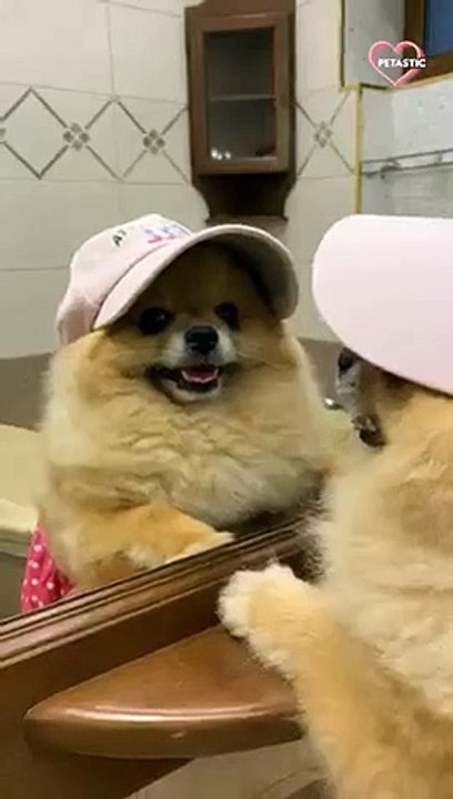This adorable dog loves her fancy beach look   PETASTIC