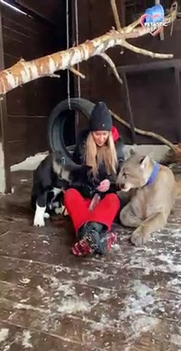 This Puppy and Massive Cougar Are the BEST Friends   PETASTIC