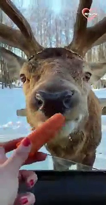 Elk Eating the Whole Carrot at Once   PETASTIC