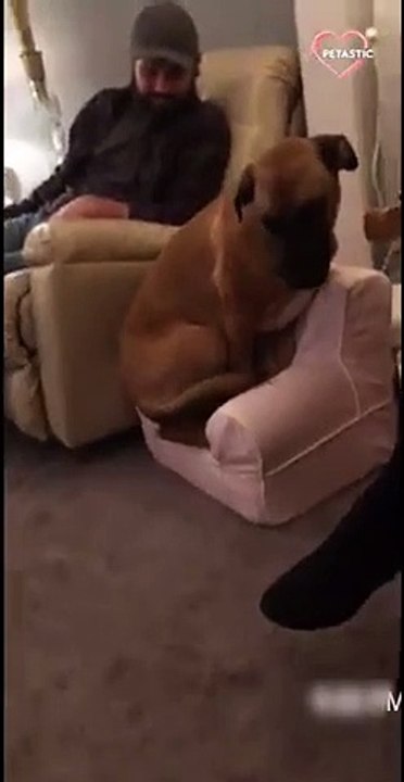 This Dog REALLY Wanted to Sit on the Sofa   PETASTIC