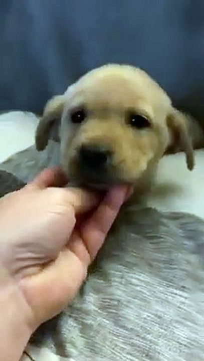 'Her PAW was on my HAND!' - Adorable puppy shown some sweet love before bedtime   PETASTIC