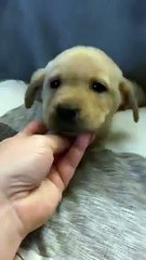 'Her PAW was on my HAND!' - Adorable puppy shown some sweet love before bedtime   PETASTIC