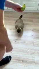 Clingy Groundhog Helps Owner Peel Avocado   PETASTIC