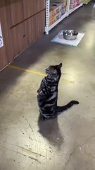 Cute cat standing up in human poster and queuing at cashier   PETASTIC