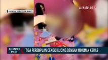 Geram! Komunitas Peduli Kucing Padang Geruduk Indekos Wanita yang Cekoki Kucing dengan Miras