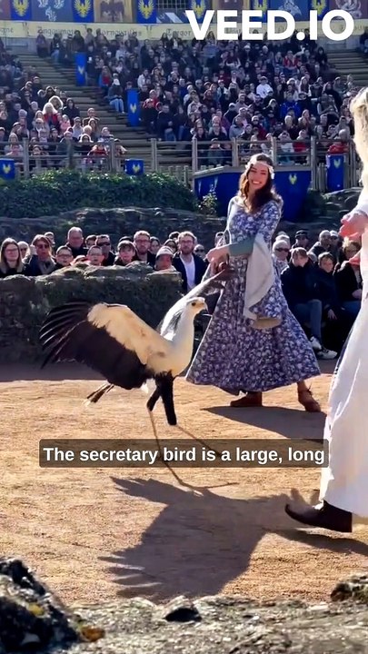 The Secretary Bird: A Majestic Bird of Africa