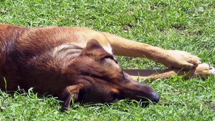 Una enfermedad transmitida por pulgas de perro y gato pone en alerta a Salud Jalisco