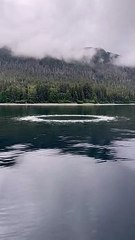 Orcas Put On A Show For Whale-Watchers