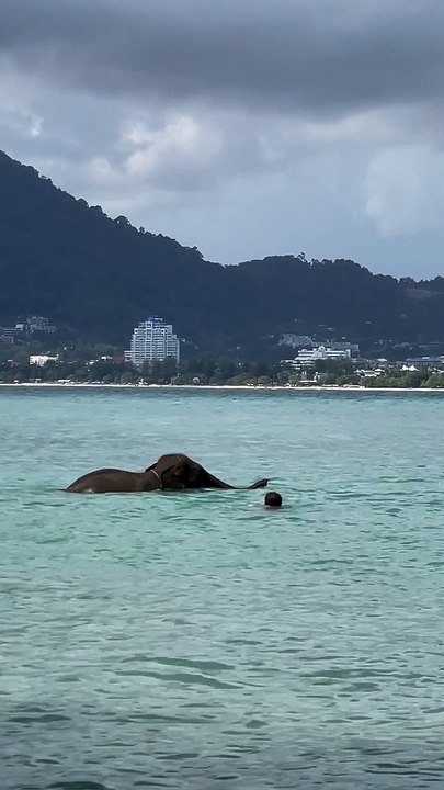 Elephant Escapes From Its Keeper
