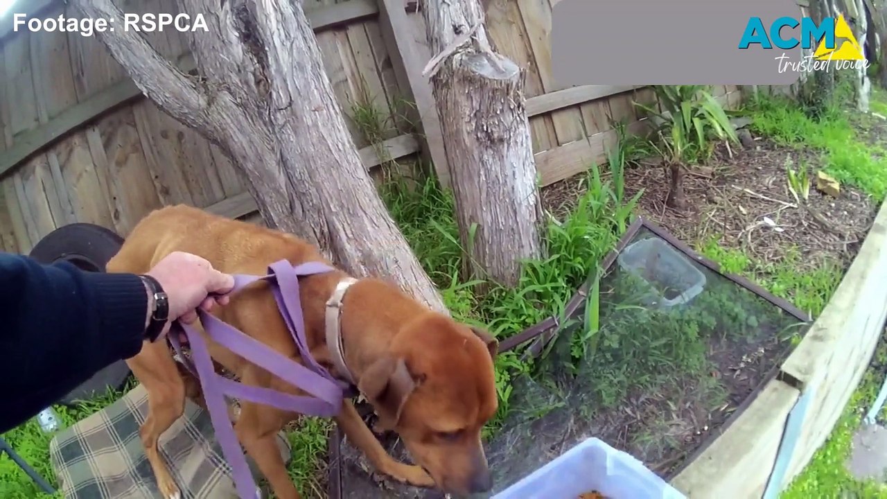 RSPCA footage of two dogs being seized. | Bendigo Advertiser