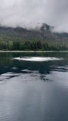 Orcas Put On A Show For Whale-Watchers
