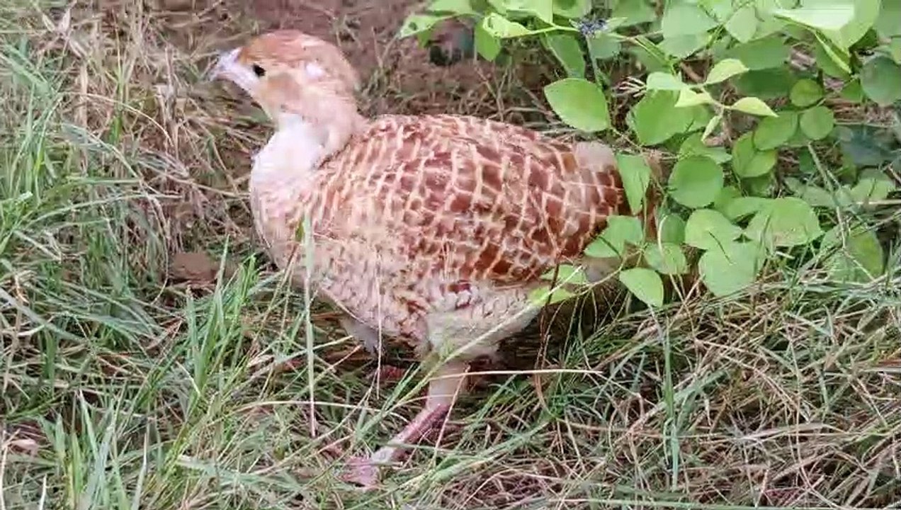 indian teetar chick ki boli