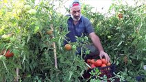 Antalya'nın meşhur ihraç domates fidesi Erciş'te yüksek verim bekleniyor