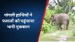 बहराइच: जंगली हाथियों ने खेतों में मचाया आतंक, फसलों को किया तबाह