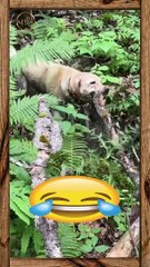 Funny pets 31  short