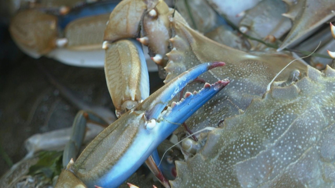 UN-Bericht: Invasive Arten spielen weltweit Schlüsselrolle bei Artensterben