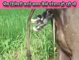 buffalo delivery video 2023,buffalo delivery video in hindibuffalo delivery video in hindi buffalo d