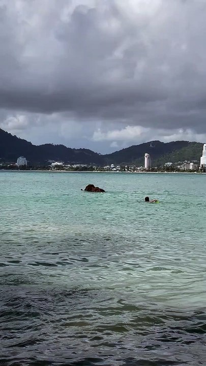 Elephant Escapes From Its Keeper