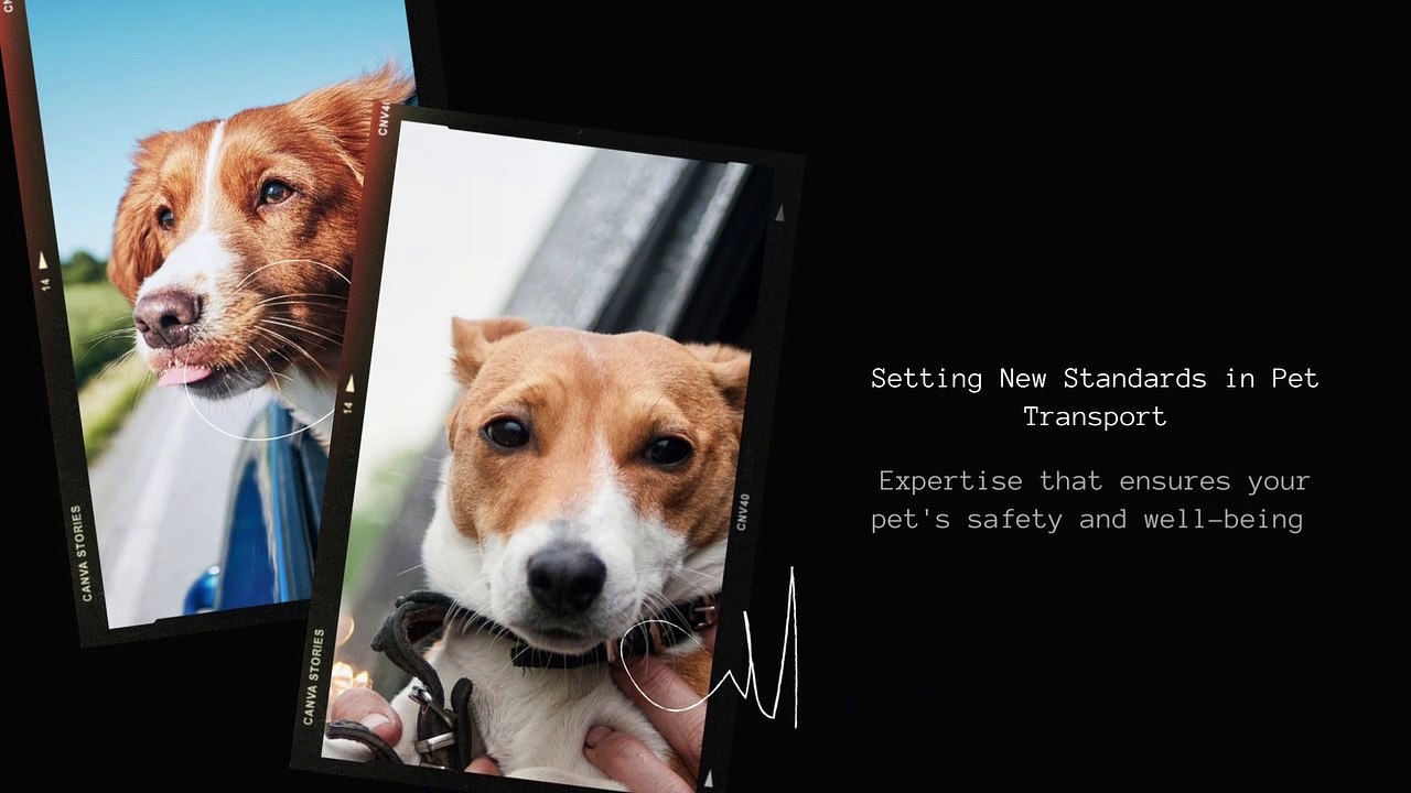 NYC's Premier Cat Shipping Experts: Your Trusted Feline Relocation Specialists