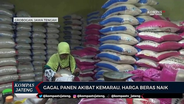 Gagal Panen Akibat Kemarau, Harga Beras Naik