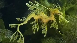 Leafy Sea Dragon _ The Mythical Sea Creature