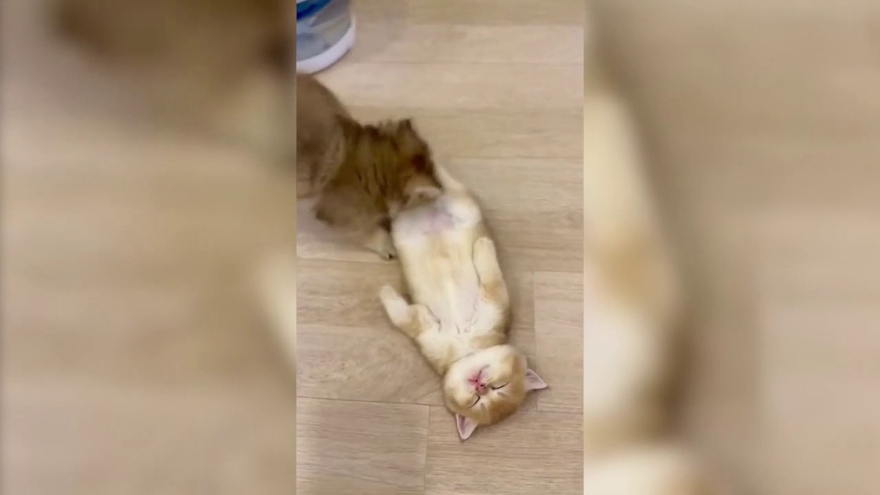 Cute kitten play, sleeping and having sweet dreams. cute cat funny video #cat#cute