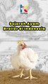 Sejarah Ayam Broiler Di Indonesia