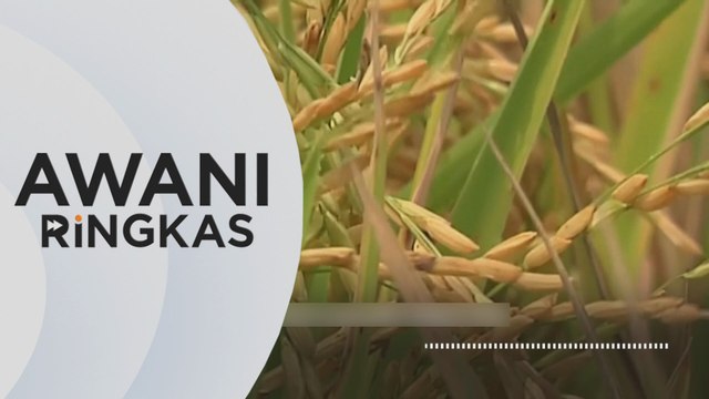 AWANI Ringkas: Bekalan beras putih tempatan diyakini pulih dalam sebulan