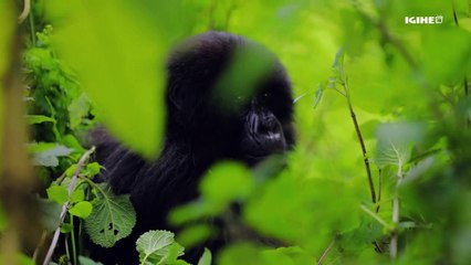 Pariki kuri bo si umutako __ Amafaranga asaranganywa abaturiye Ibirunga yikubye 71; uko babyakiriye