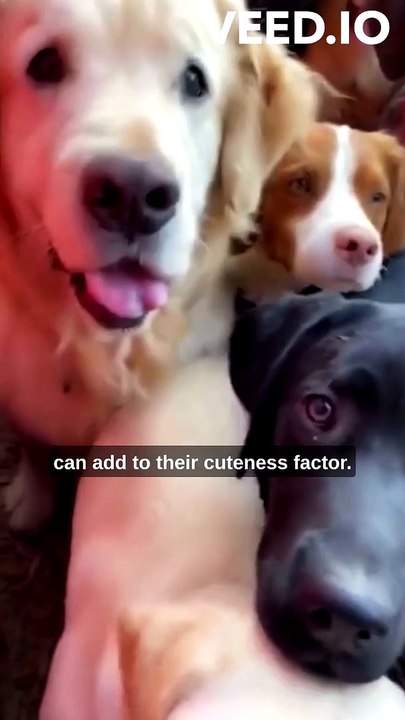 Which is Your team? Cute Dogs or Cute Cats?