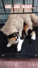 Kucing Gak Mau Kawin