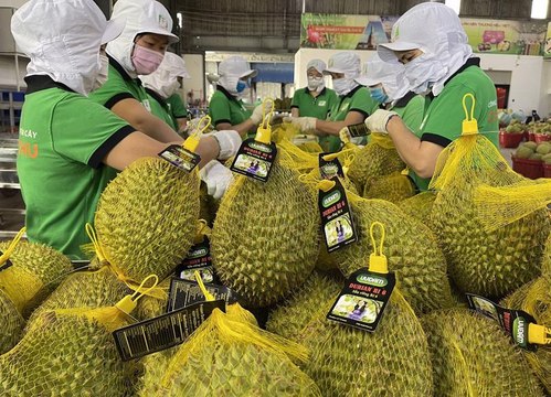 Sầu riêng xuất khẩu vượt 1 tỷ USD, nhiều nước tăng trưởng 3 con số
