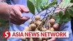 Vietnam News | Longan harvest in Hung Yen