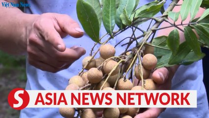 Vietnam News | Longan harvest in Hung Yen