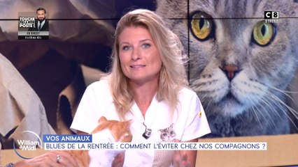 Vos animaux : Blues de la rentrée, comment l'éviter chez nos compagnons ?