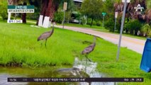 ‘악어 경호원’ 두루미?…새끼 보호하려 포식자 옆에