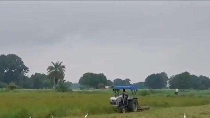 रीवा: 15 एकड़ की खड़ी धान की फसल पर किसान ने चलाया ट्रैक्टर, देखें VIDEO