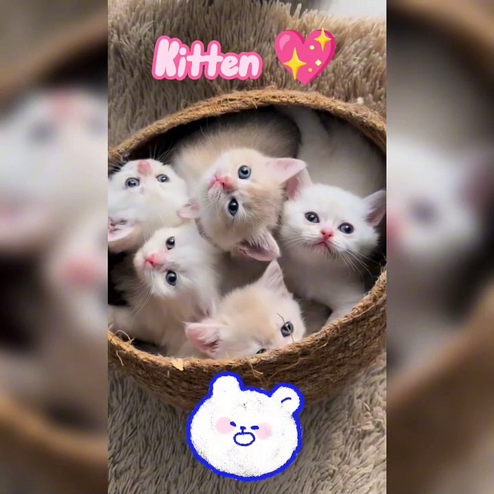 Kucing imut
