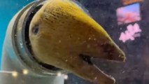 Strange eel in Japan proves that it's possible to look both cute & creepy at the same time