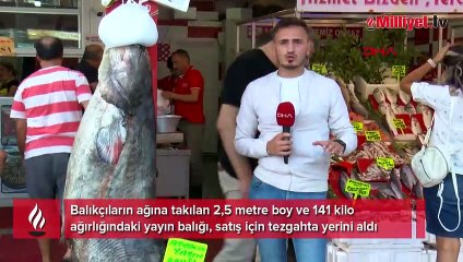 Ayvacık canavarı balıkçıların ağına takıldı, 3 kişi zorla kıyıya çıkardı